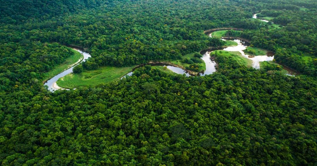 Leilão da Flona Balata-Tufari: 267 mil hectares na Amazônia