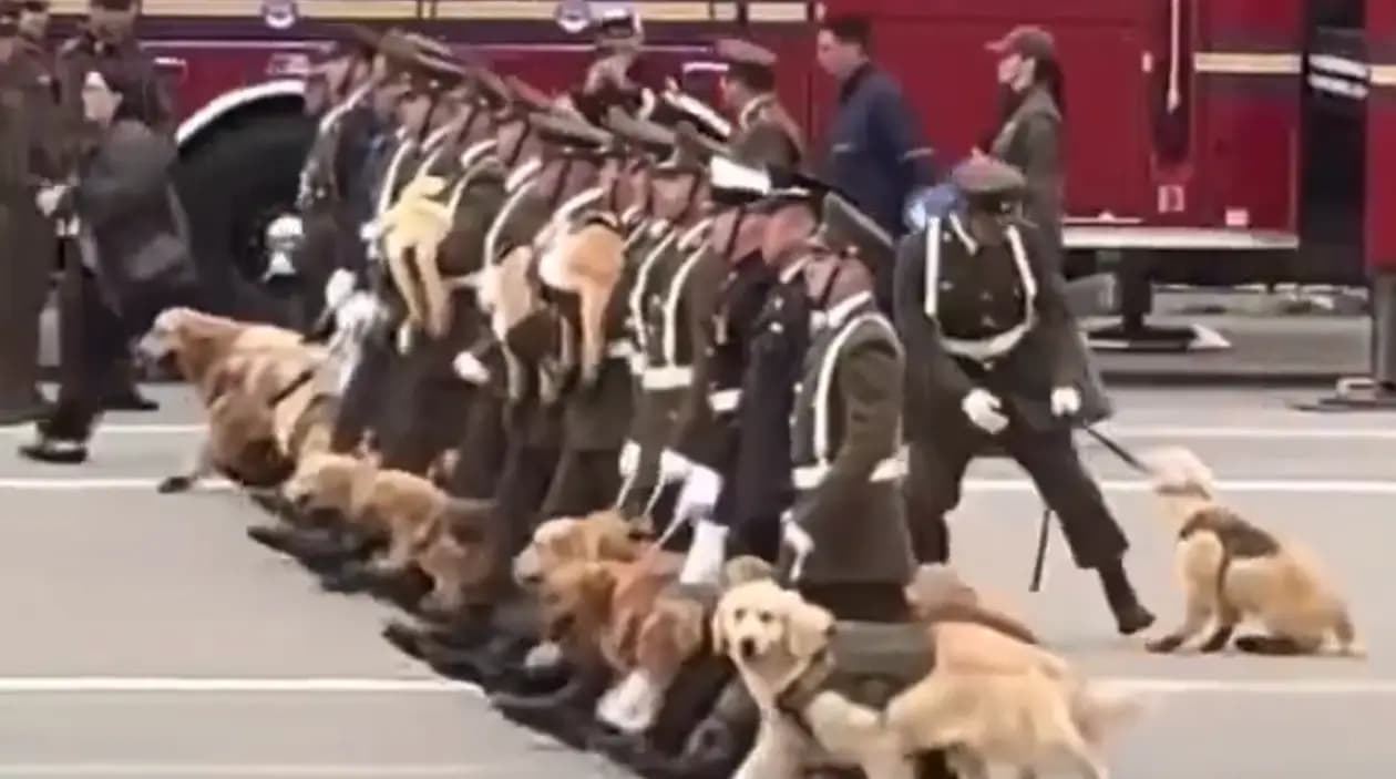 Desfile de cães não comprova vínculo com o poder público